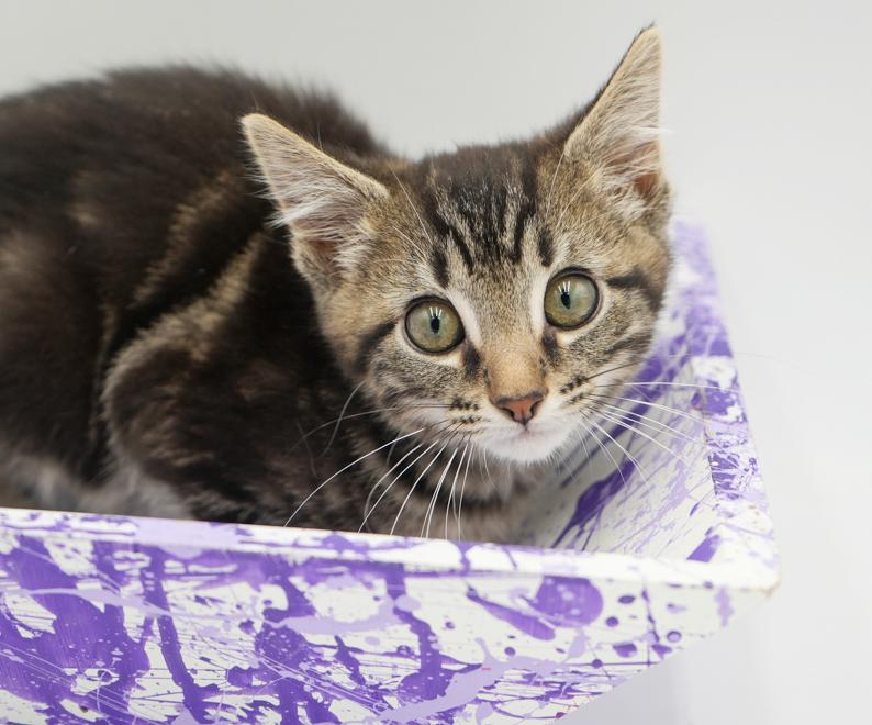 DJay is going to rock your world with his purrfect purrs n' kisses!