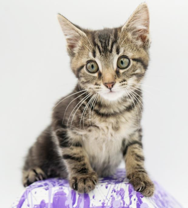 DJay is going to rock your world with his purrfect purrs n' kisses!