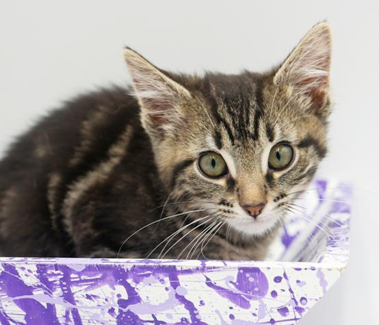DJay is going to rock your world with his purrfect purrs n' kisses!