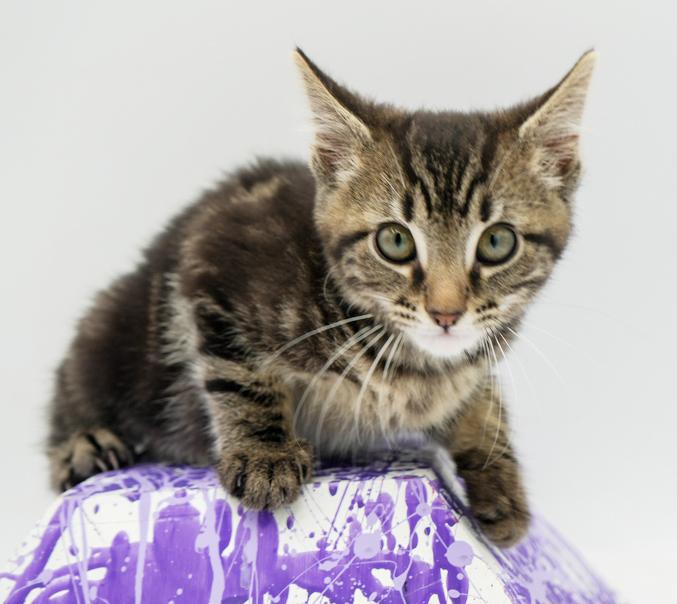 DJay is going to rock your world with his purrfect purrs n' kisses!