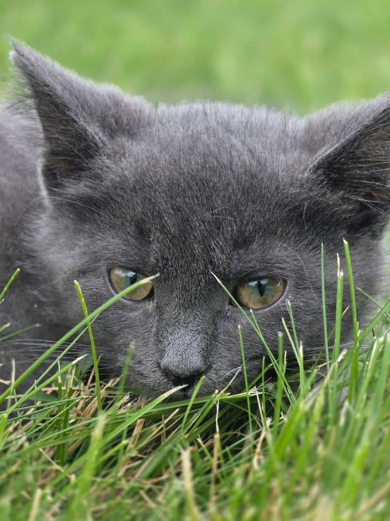Seagal, Adoptable, Kitten Male Domestic Short Hair.