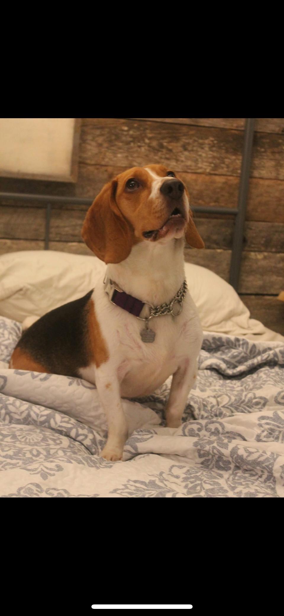 Enlarge Roxy, a Adopted mixed breed in Rutherfordton, NC image 5/5