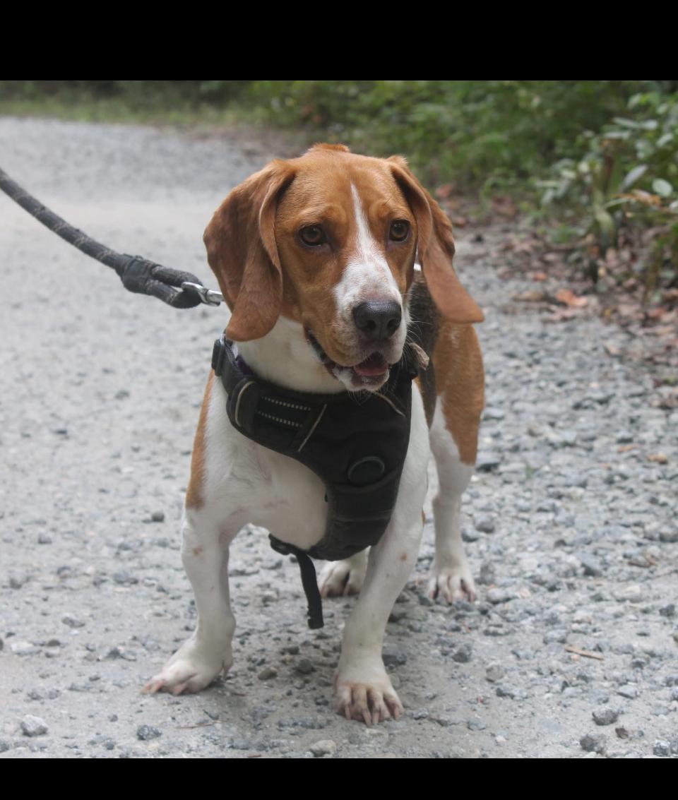 Enlarge Roxy, a Adopted mixed breed in Rutherfordton, NC image 3/5