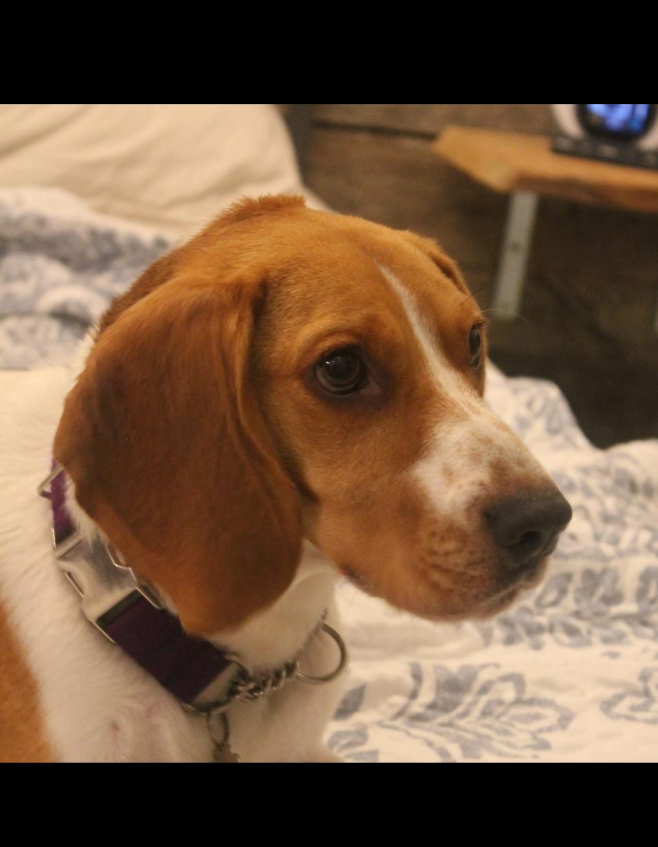 Roxy, Adopted, Young Female Beagle & Basset Hound.