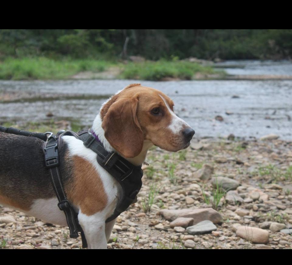 Enlarge Roxy, a Adopted mixed breed in Rutherfordton, NC image 4/5