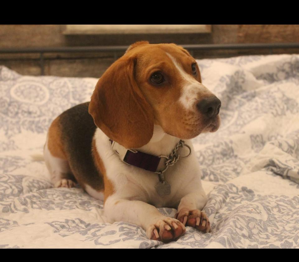 Enlarge Roxy, a Adopted mixed breed in Rutherfordton, NC image 2/5