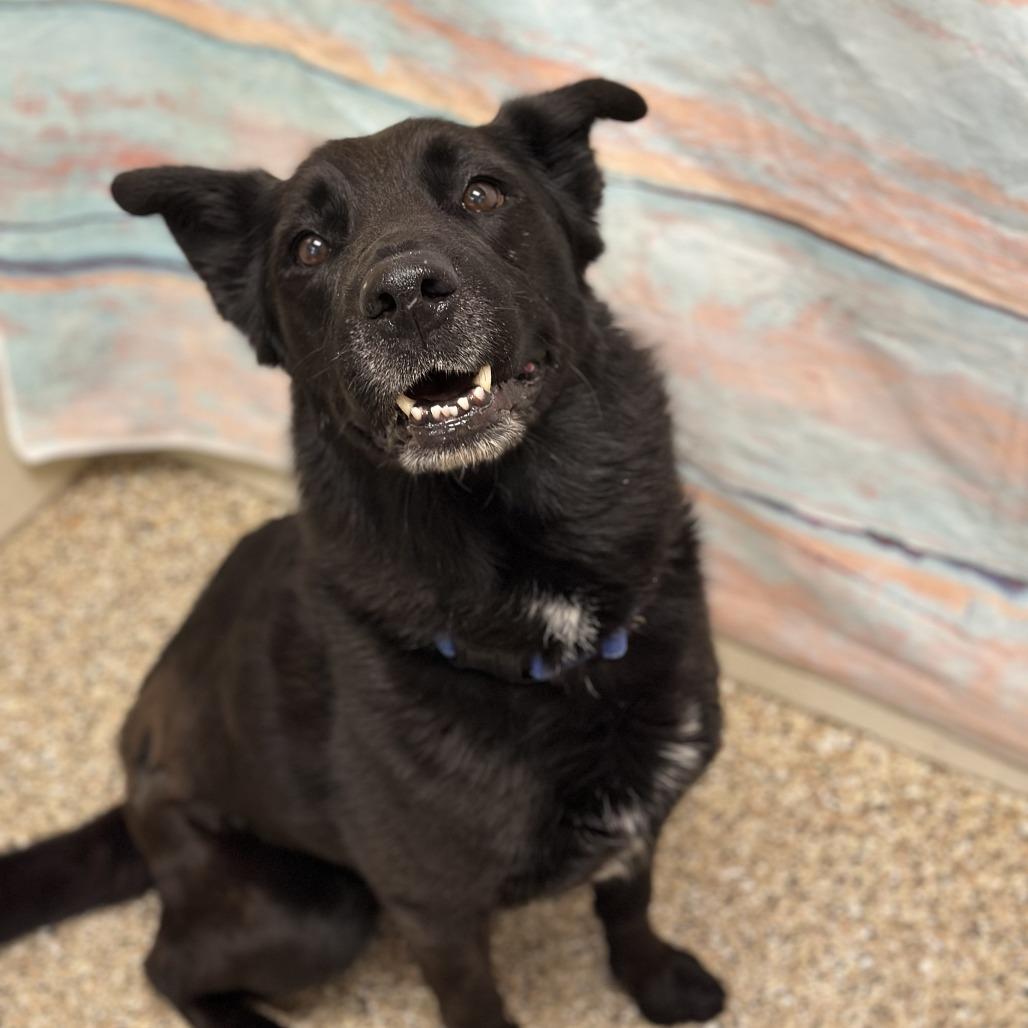 Dio, Adoptable, Adult Male Flat-Coated Retriever.