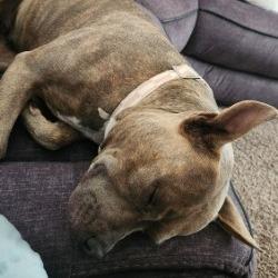 Baby Doll, Adoptable, Adult Female Mixed Breed.