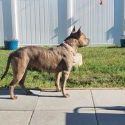 Enlarge Baby Doll, a Adoptable Mixed Breed in Jacksonville, FL image 2/6