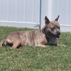 Enlarge Baby Doll, a Adoptable Mixed Breed in Jacksonville, FL image 3/6