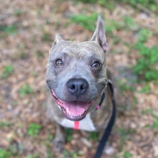 Baby Doll, Adoptable, Adult Female Mixed Breed.