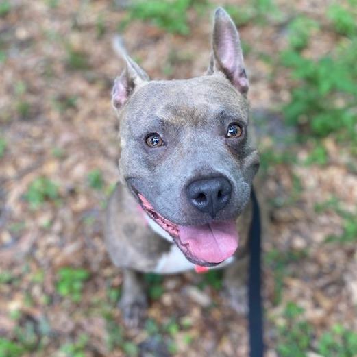 Enlarge Baby Doll, a Adoptable Mixed Breed in Jacksonville, FL image 2/3