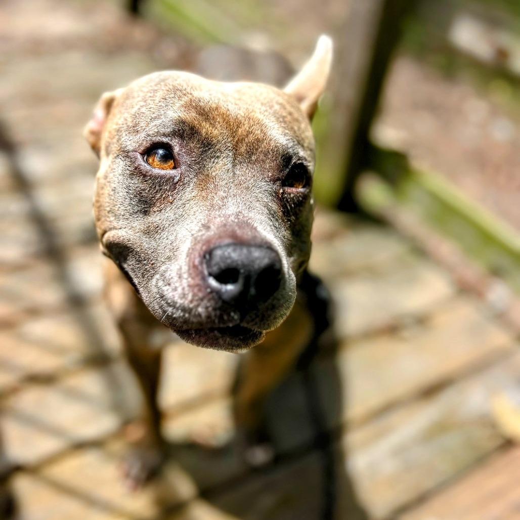 Enlarge Baby Doll, a Adoptable Mixed Breed in Jacksonville, FL image 3/3