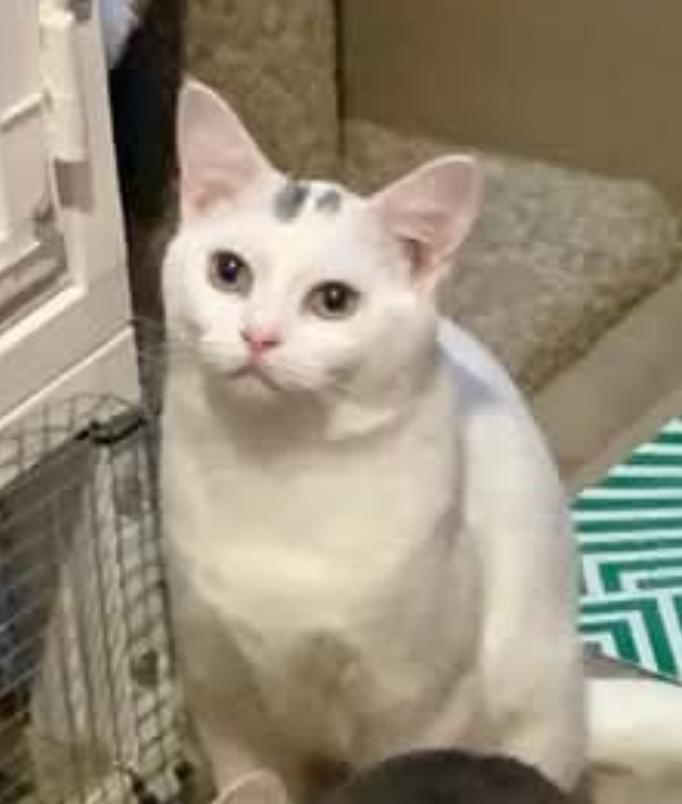 Betty, Adoptable, Young Female Domestic Short Hair.