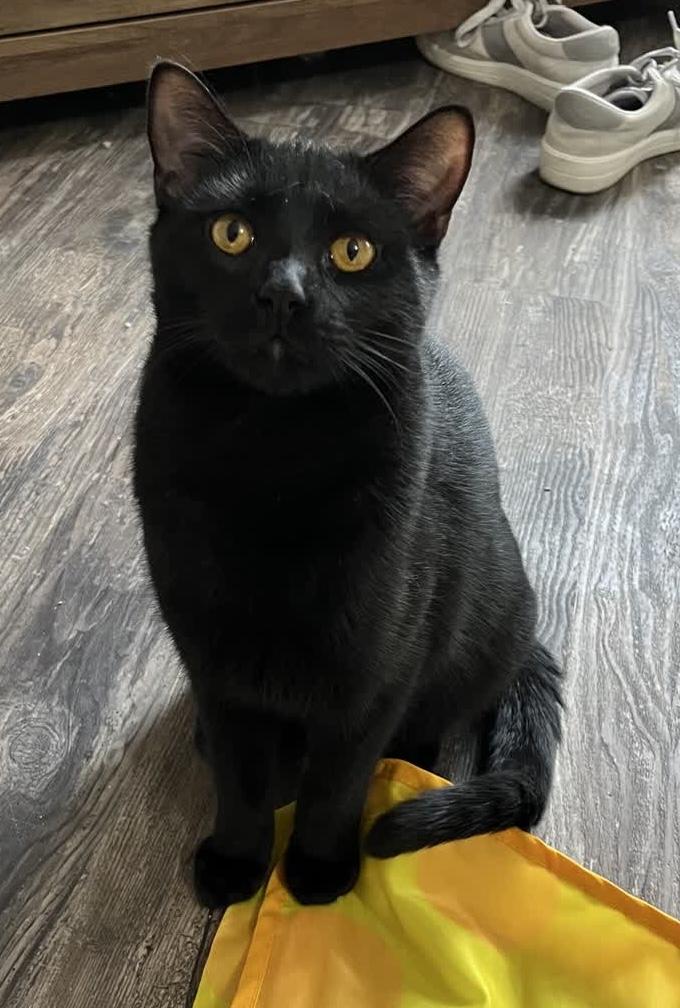 Drake, ADOPTABLE, Adult Male American Shorthair.