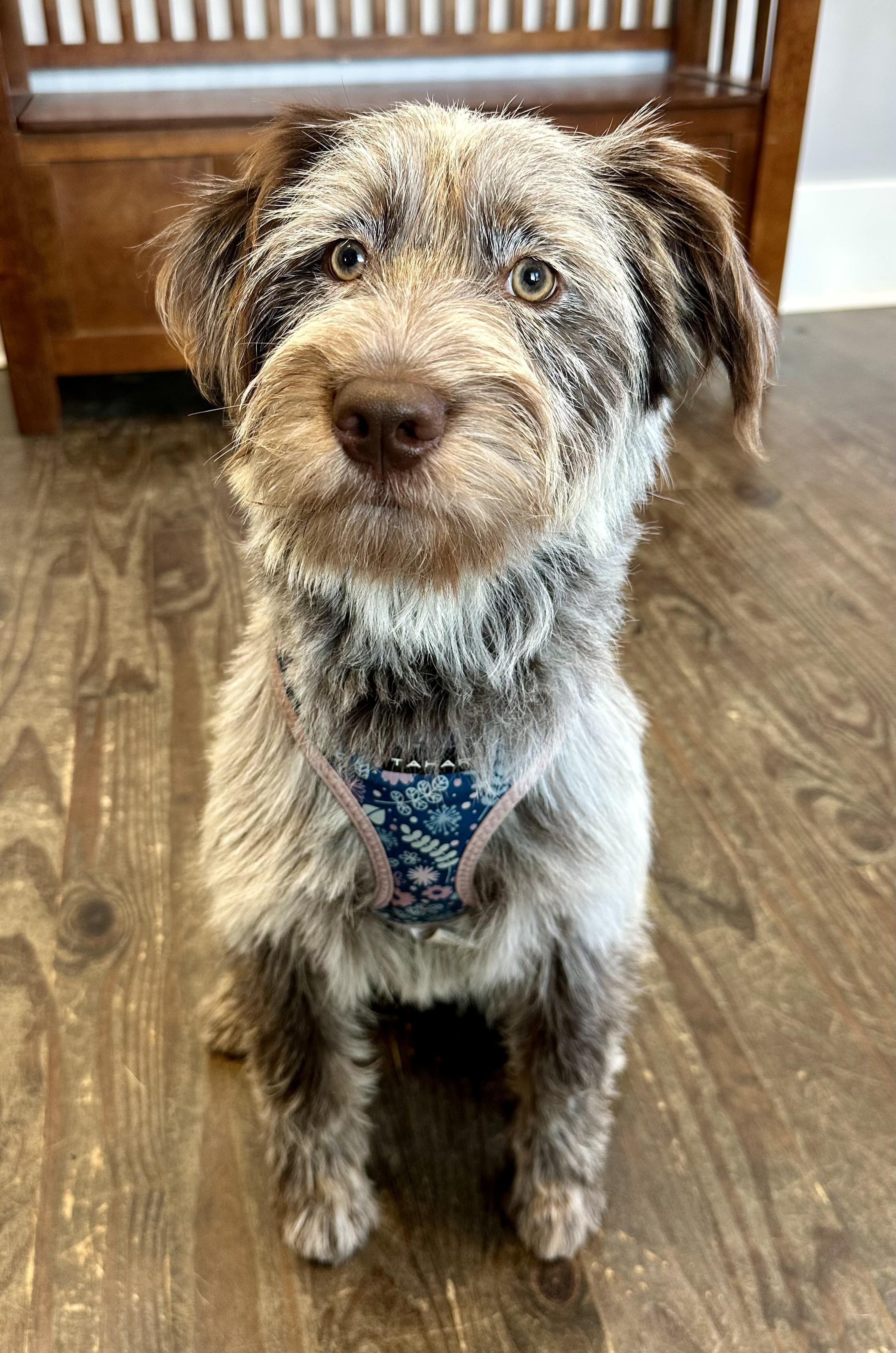 Remy, an adoptable mixed breed in Lawrenceville, GA image 3/6