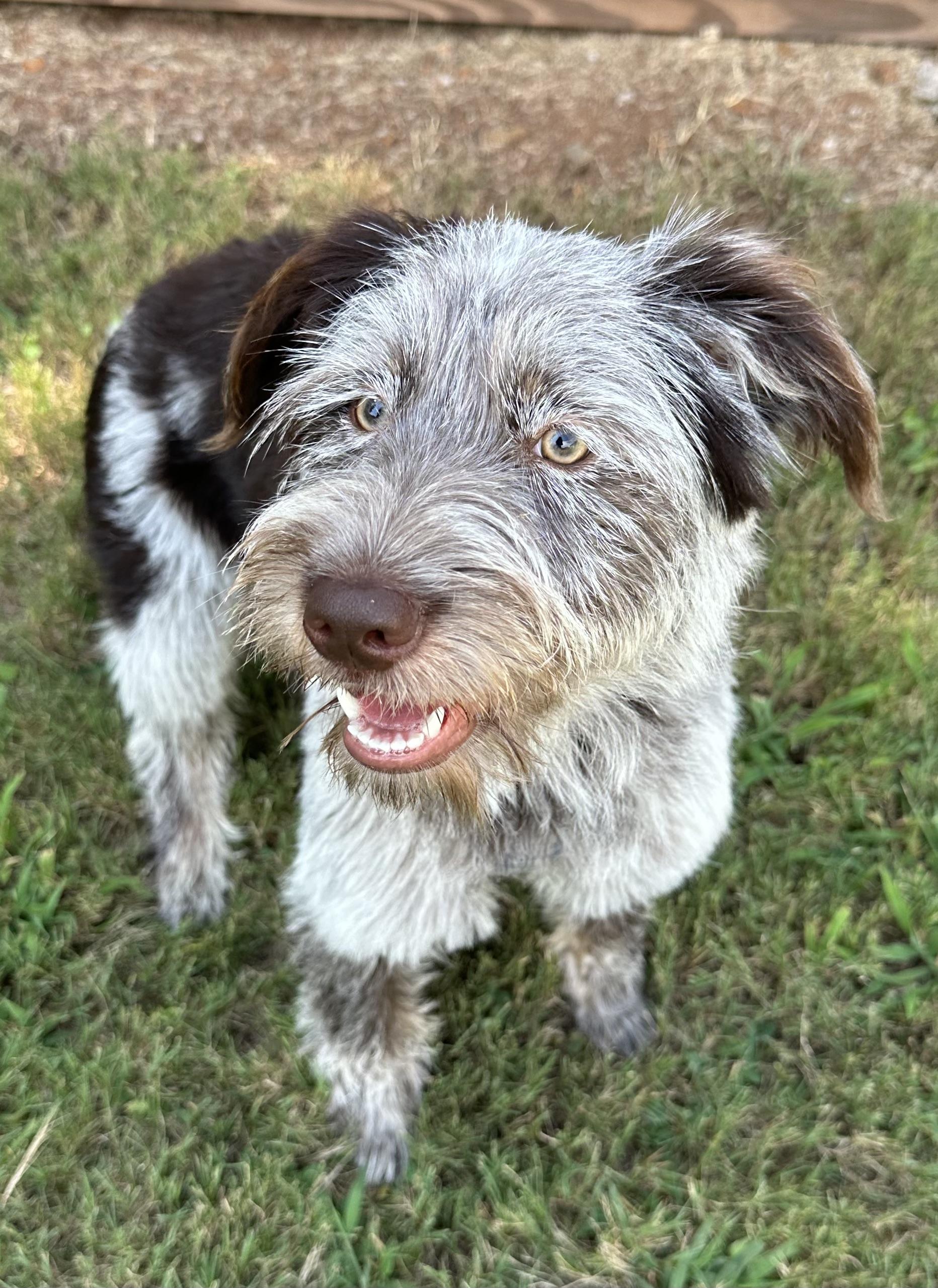 Remy, an adoptable mixed breed in Lawrenceville, GA image 5/6