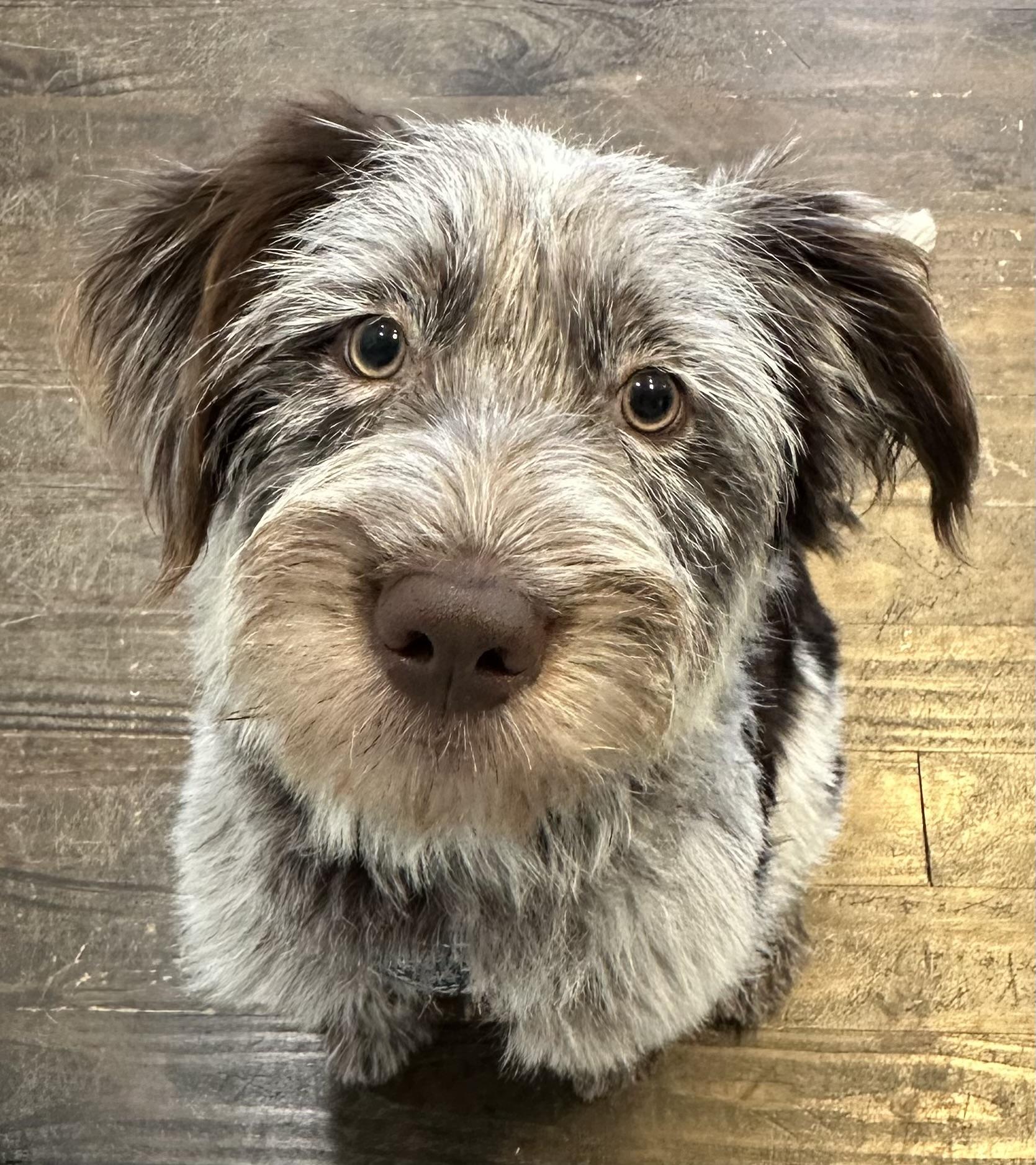 Remy, adoptable, Puppy Female Australian Cattle Dog / Blue Heeler & Labradoodle.