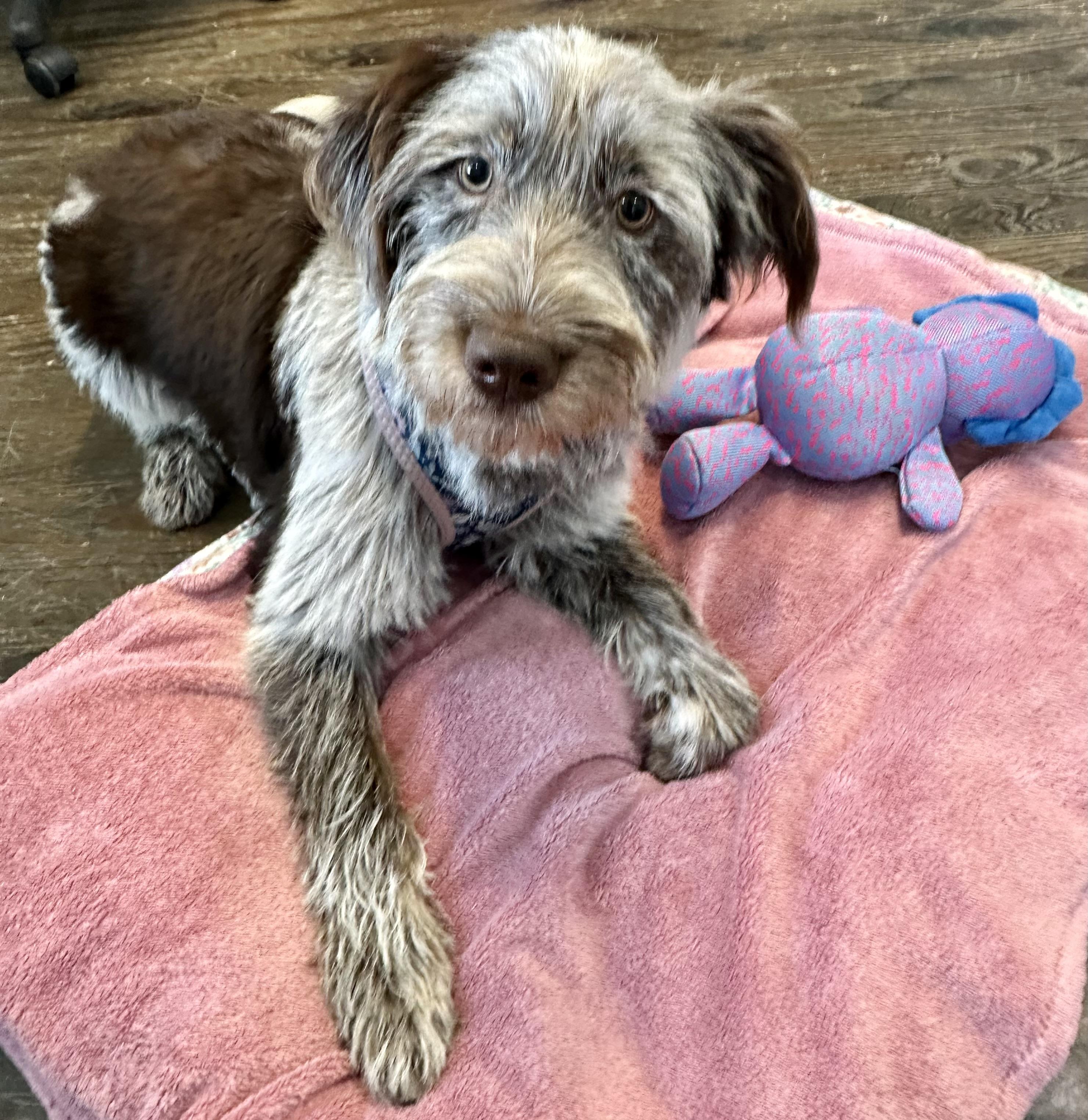 Remy, an adoptable mixed breed in Lawrenceville, GA image 6/6