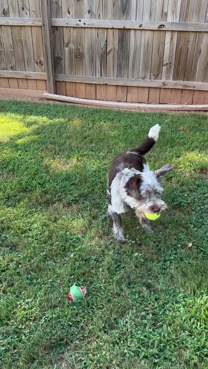 Enlarge Remy, an adoptable mixed breed in Lawrenceville, GA video 2/6