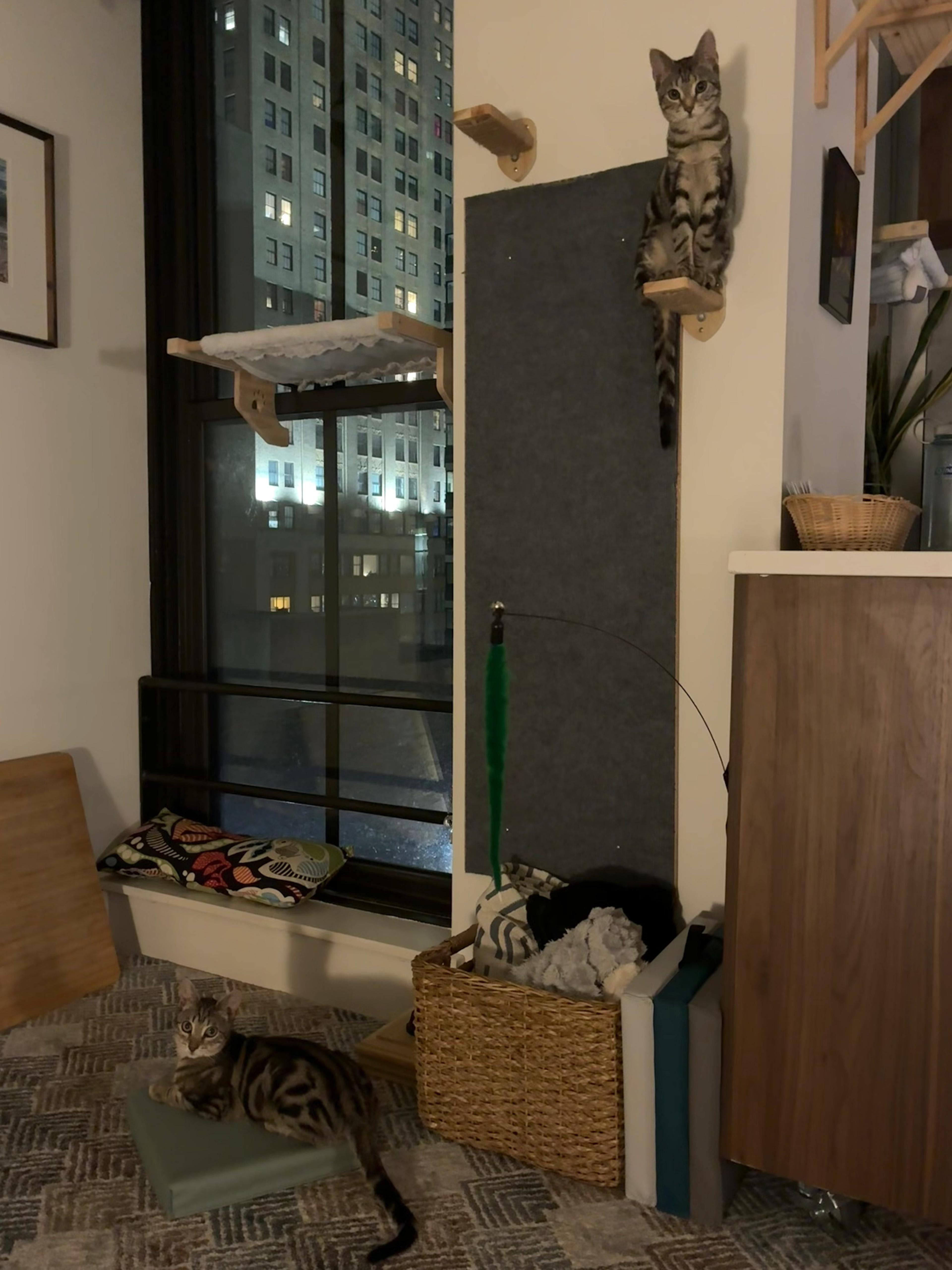 Enlarge Raif, a Adoptable Domestic Short Hair in Jersey City, NJ image 5/6