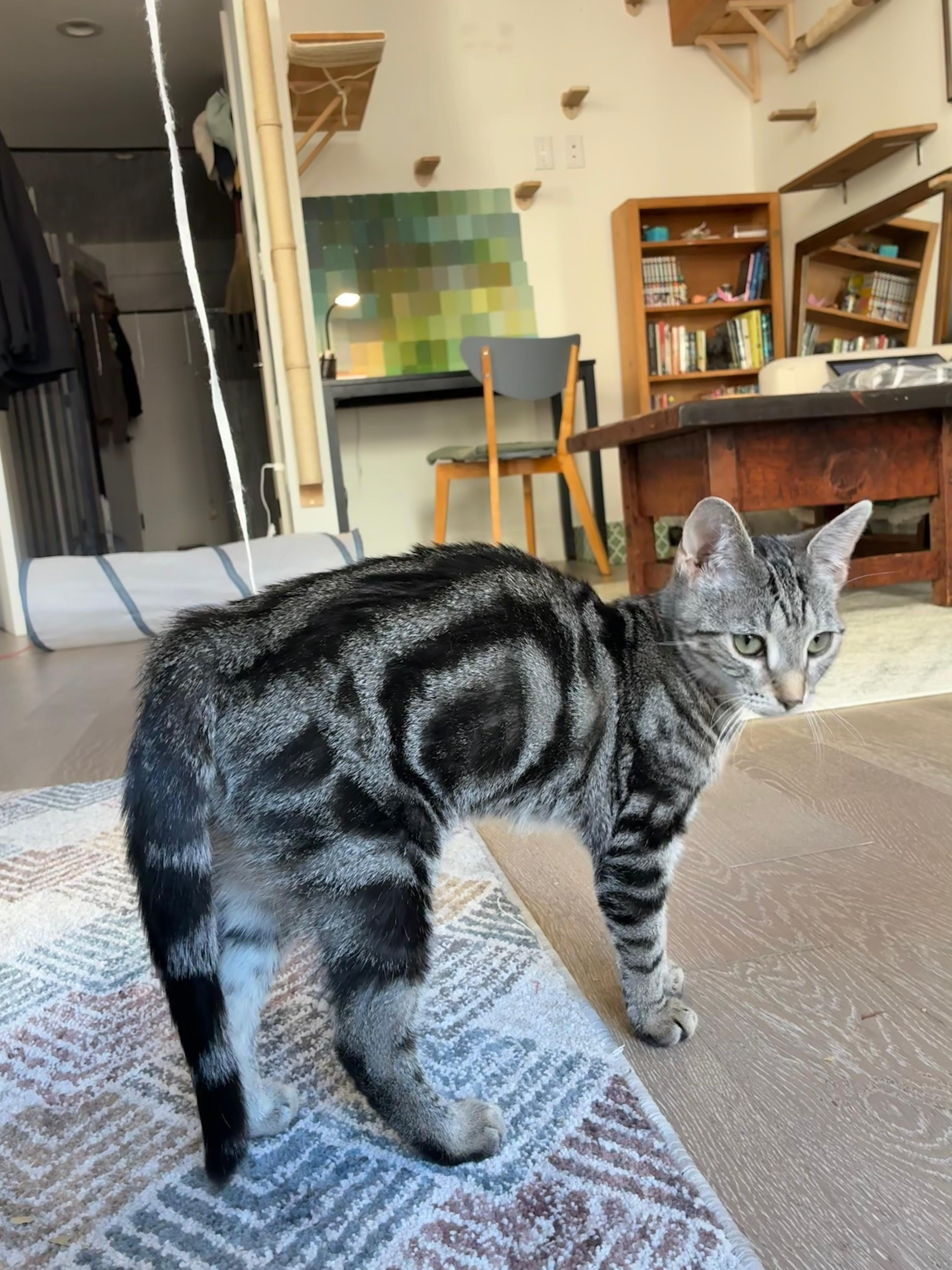 Raif, Adoptable, Kitten Male Domestic Short Hair.