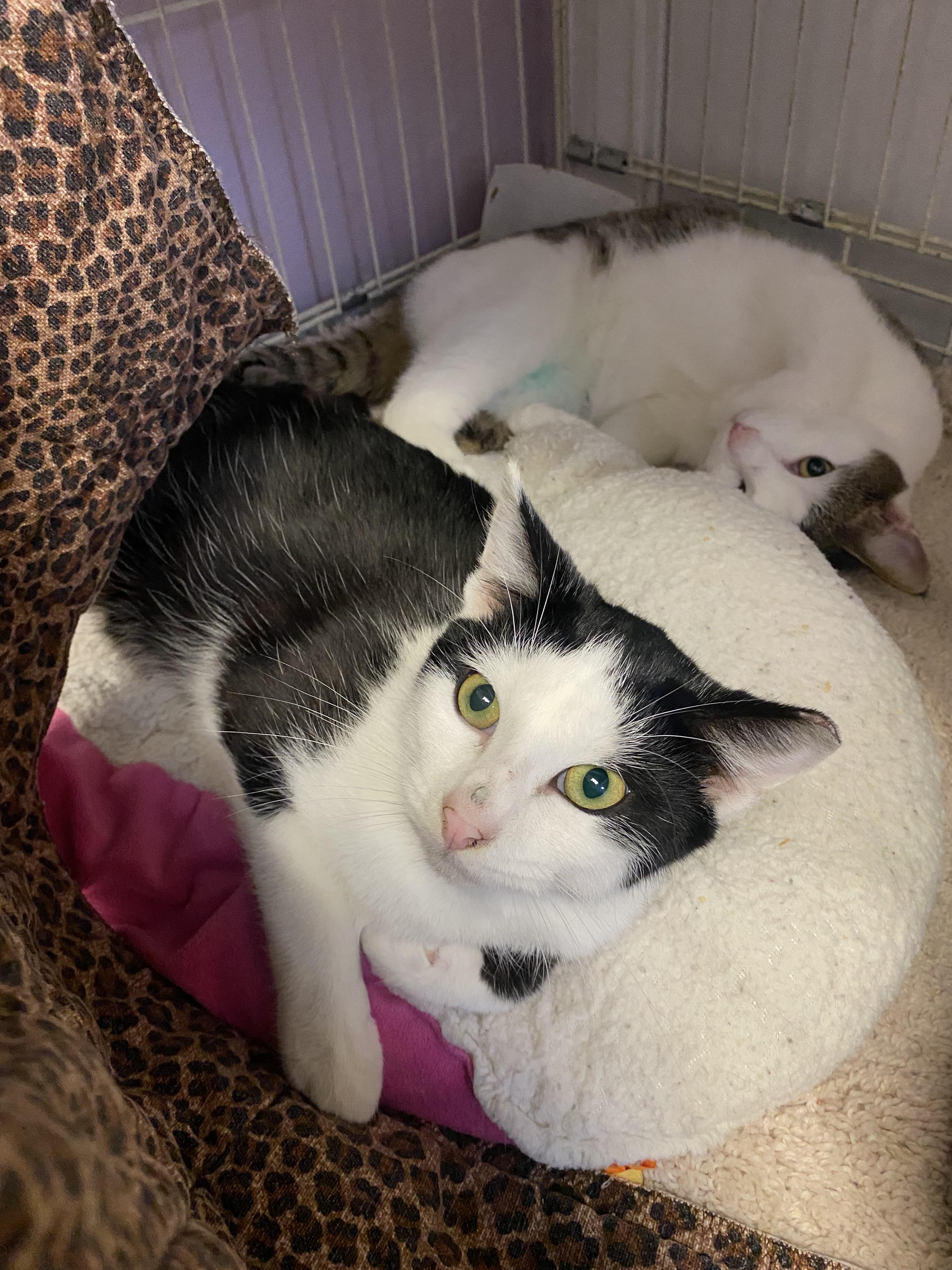 Enlarge Tux, a Adoptable Domestic Short Hair in Lakewood, CO image 1/1