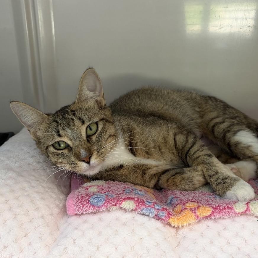 Willow, Adoptable, Young Female Domestic Short Hair.