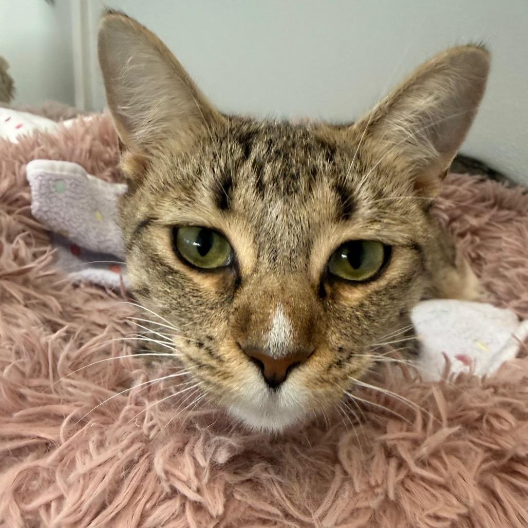 Willow, a Adoptable Domestic Short Hair in Greensboro, GA image 2/2
