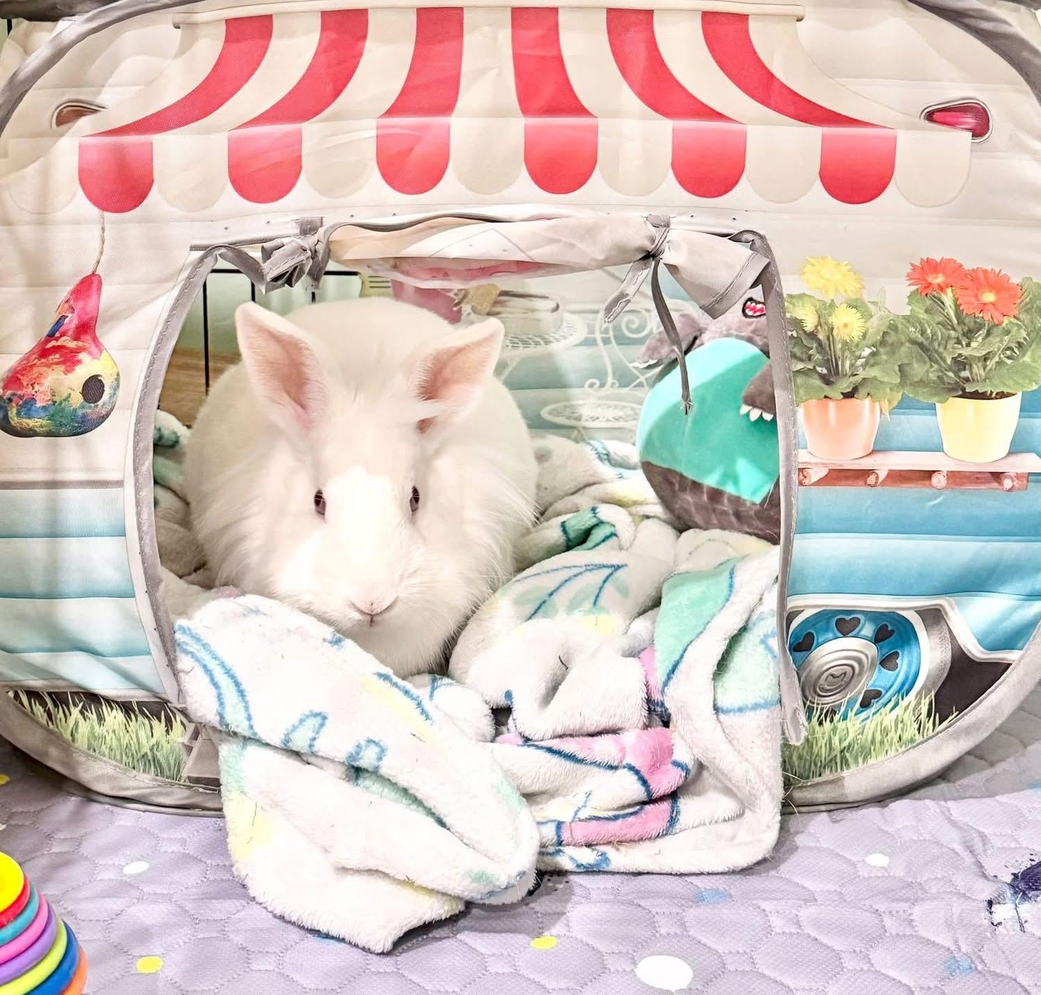 Enlarge Trinket, a ADOPTABLE Lionhead in St. Charles, MO image 2/2