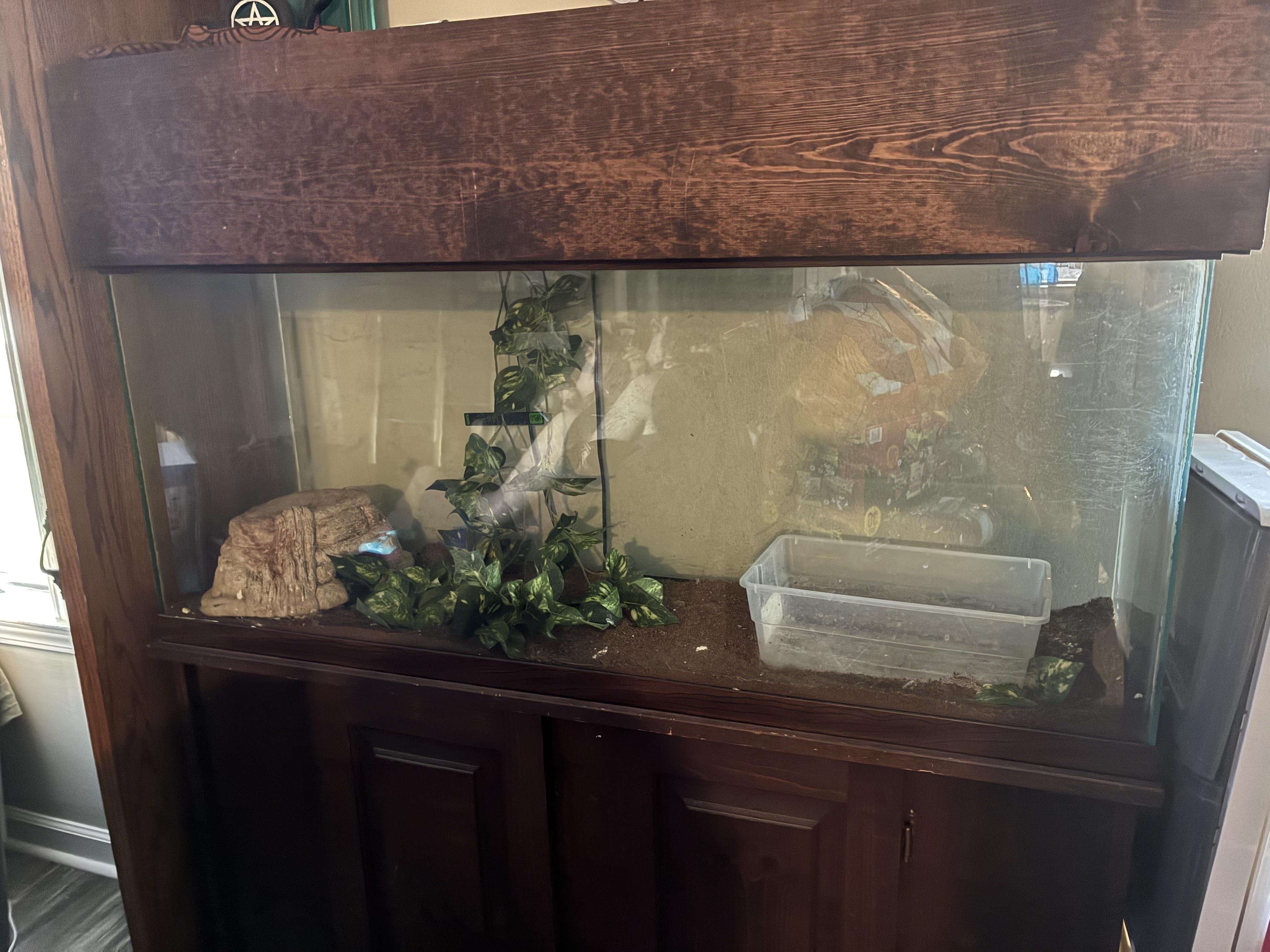 Enlarge Ronin, a ADOPTABLE Ball Python in Atoka, TN image 4/4