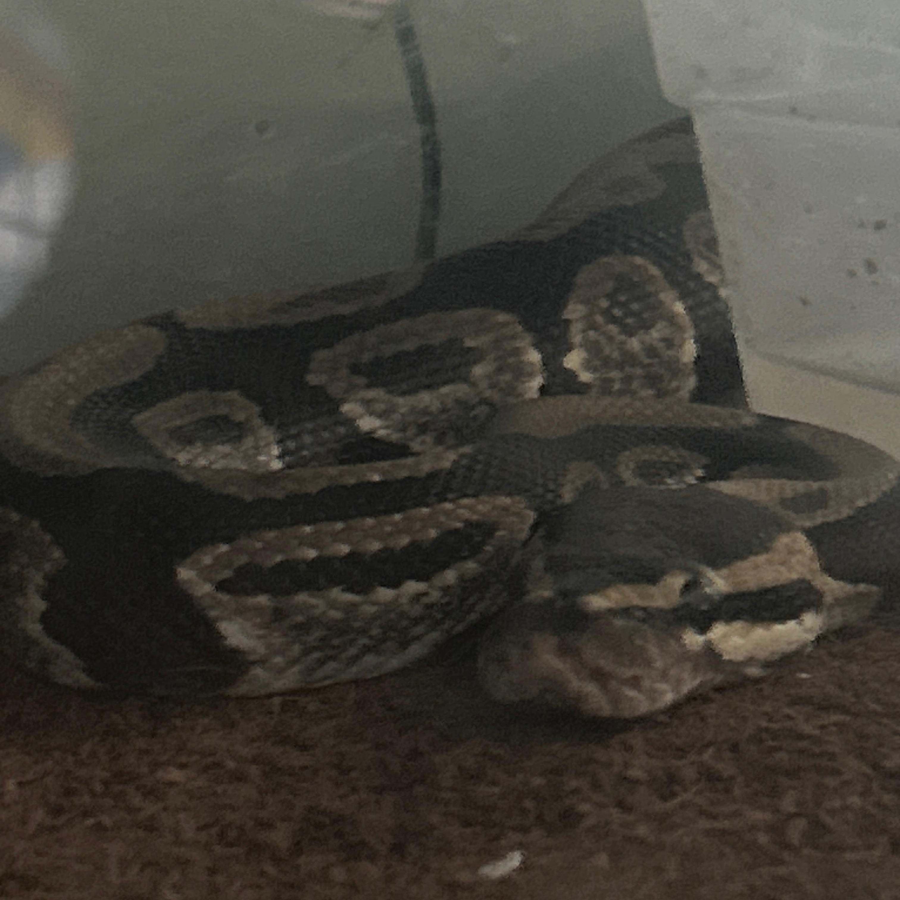 Enlarge Ronin, a ADOPTABLE Ball Python in Atoka, TN image 2/4