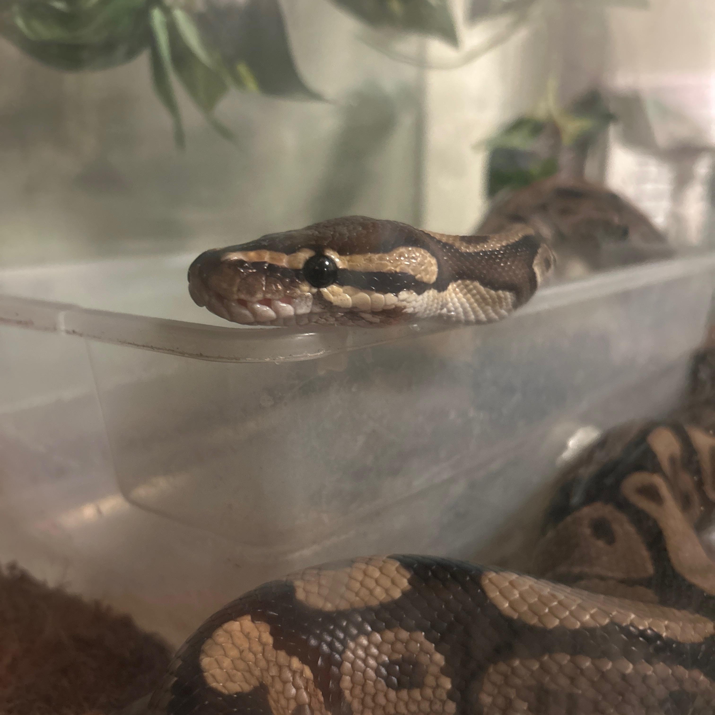 Enlarge Ronin, a ADOPTABLE Ball Python in Atoka, TN image 1/4