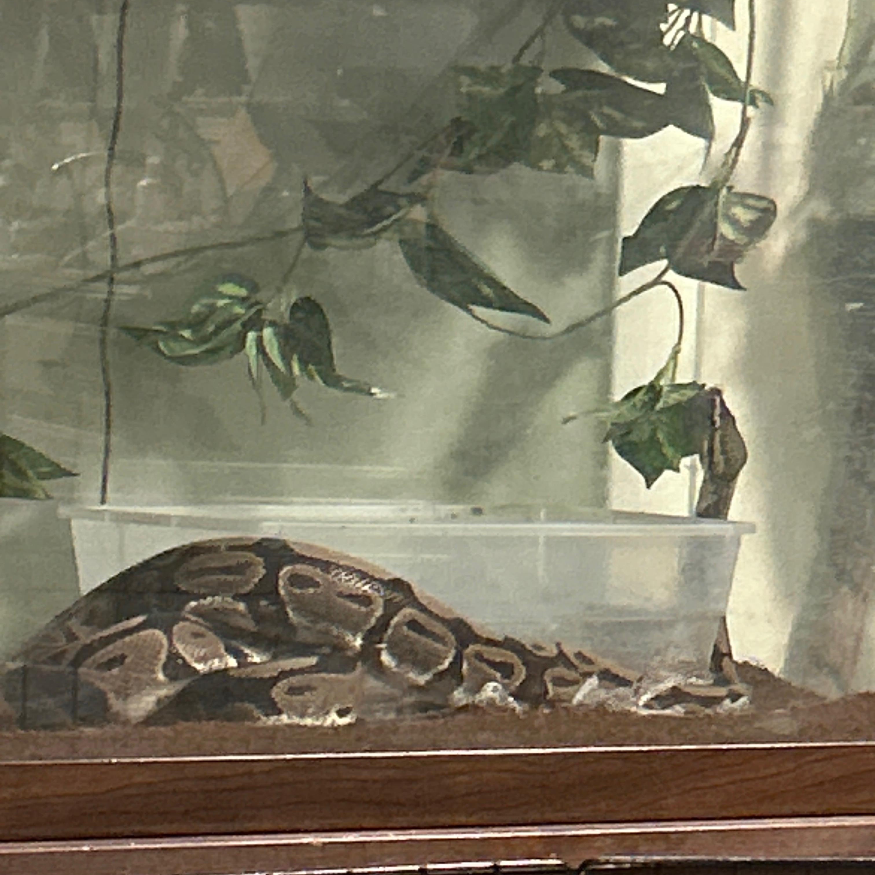 Enlarge Ronin, a ADOPTABLE Ball Python in Atoka, TN image 3/4