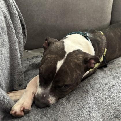 Enlarge Tulip, a Adoptable mixed breed in Richmond, VA image 2/6