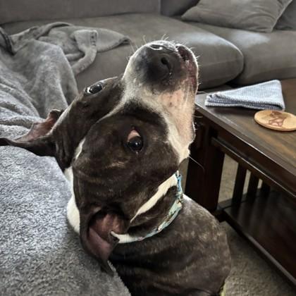 Enlarge Tulip, a Adoptable mixed breed in Richmond, VA image 4/6