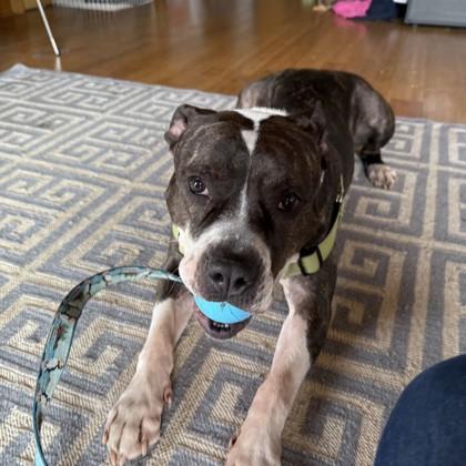 Enlarge Tulip, a Adoptable mixed breed in Richmond, VA image 6/6