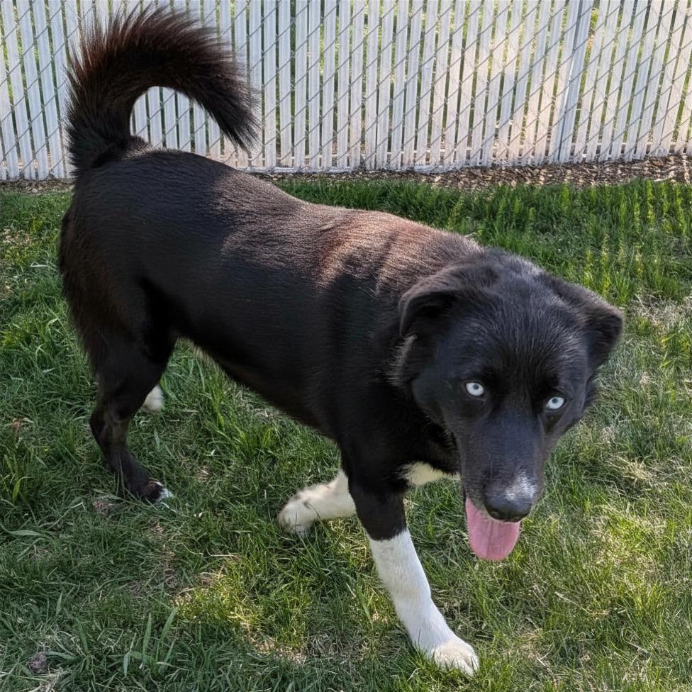 Elliot, adoptable, Adult Male Border Collie & Husky.