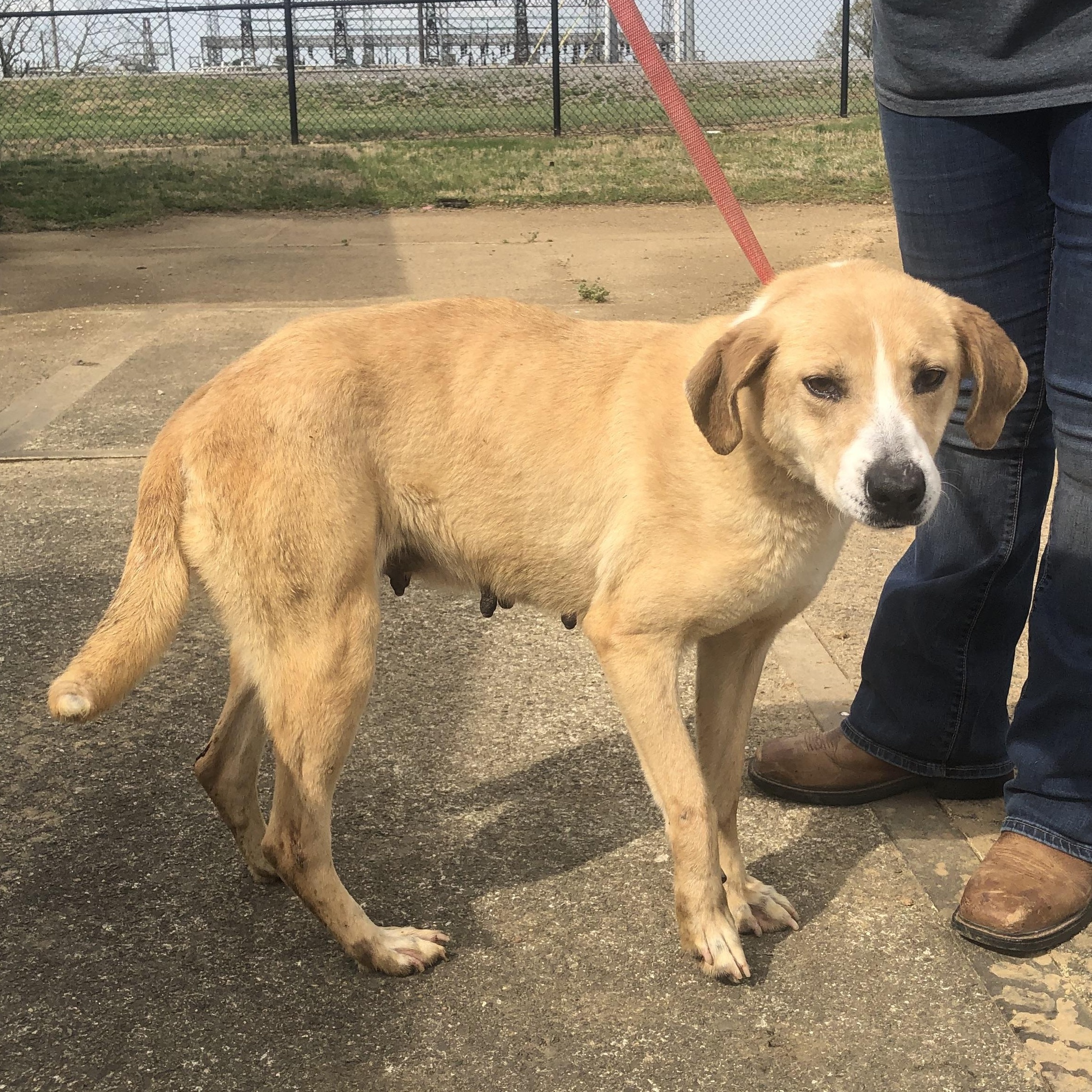 Enlarge Darcy- URGENT!, a Adoptable mixed breed in Louisville, KY image 5/5