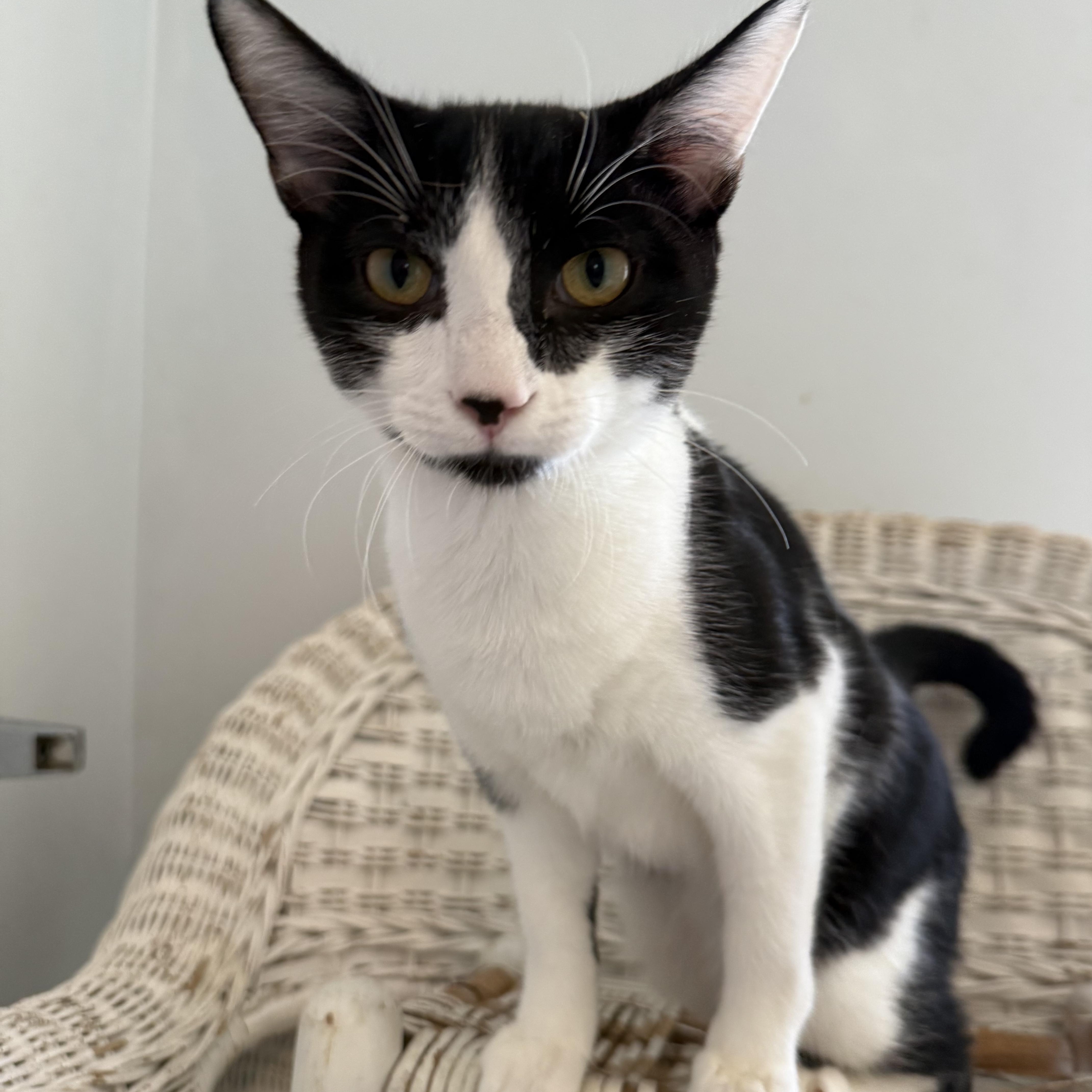 Ramano, Adoptable, Young Male Domestic Short Hair.
