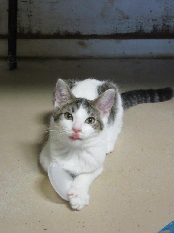 Joshua -located in Midland, a Adoptable mixed breed in Midland, MI image 1/4