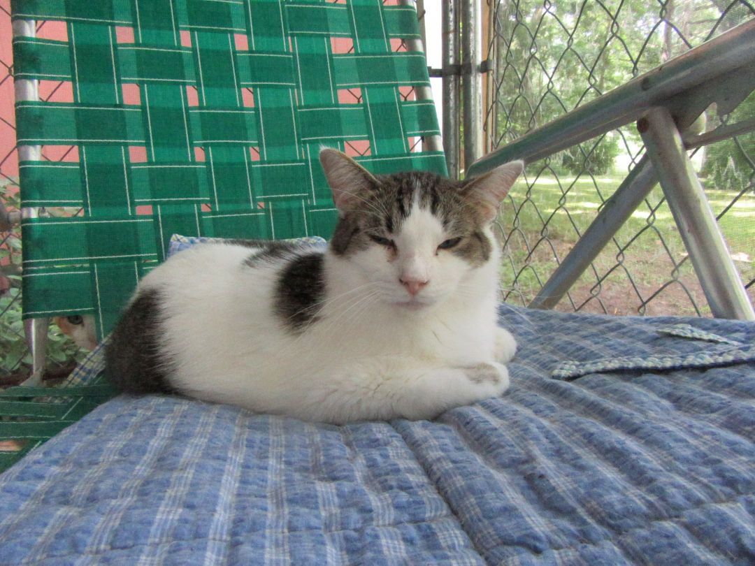 Joshua -located in Midland, a Adoptable mixed breed in Midland, MI image 2/4