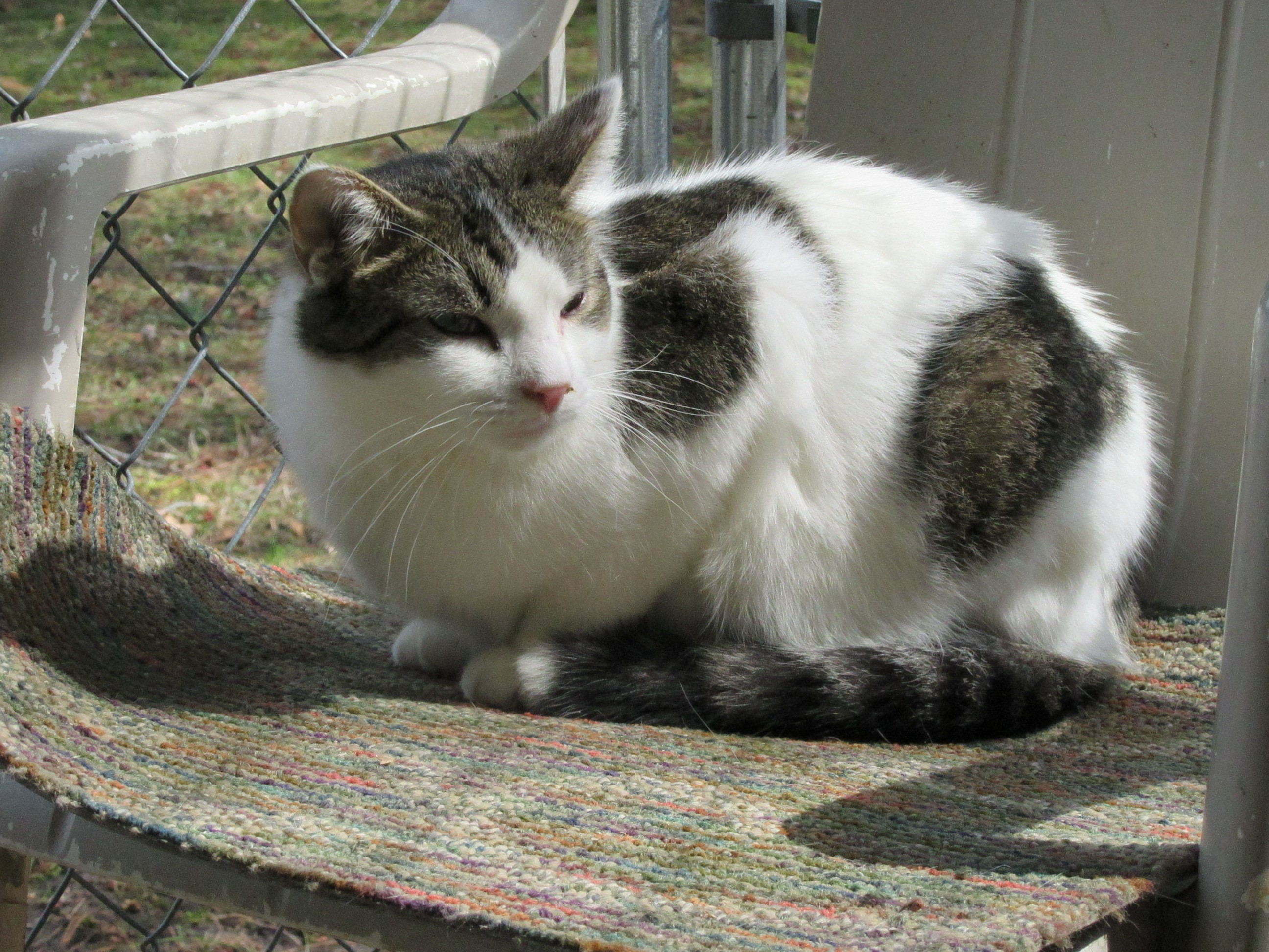 Joshua -located in Midland, a Adoptable mixed breed in Midland, MI image 4/4