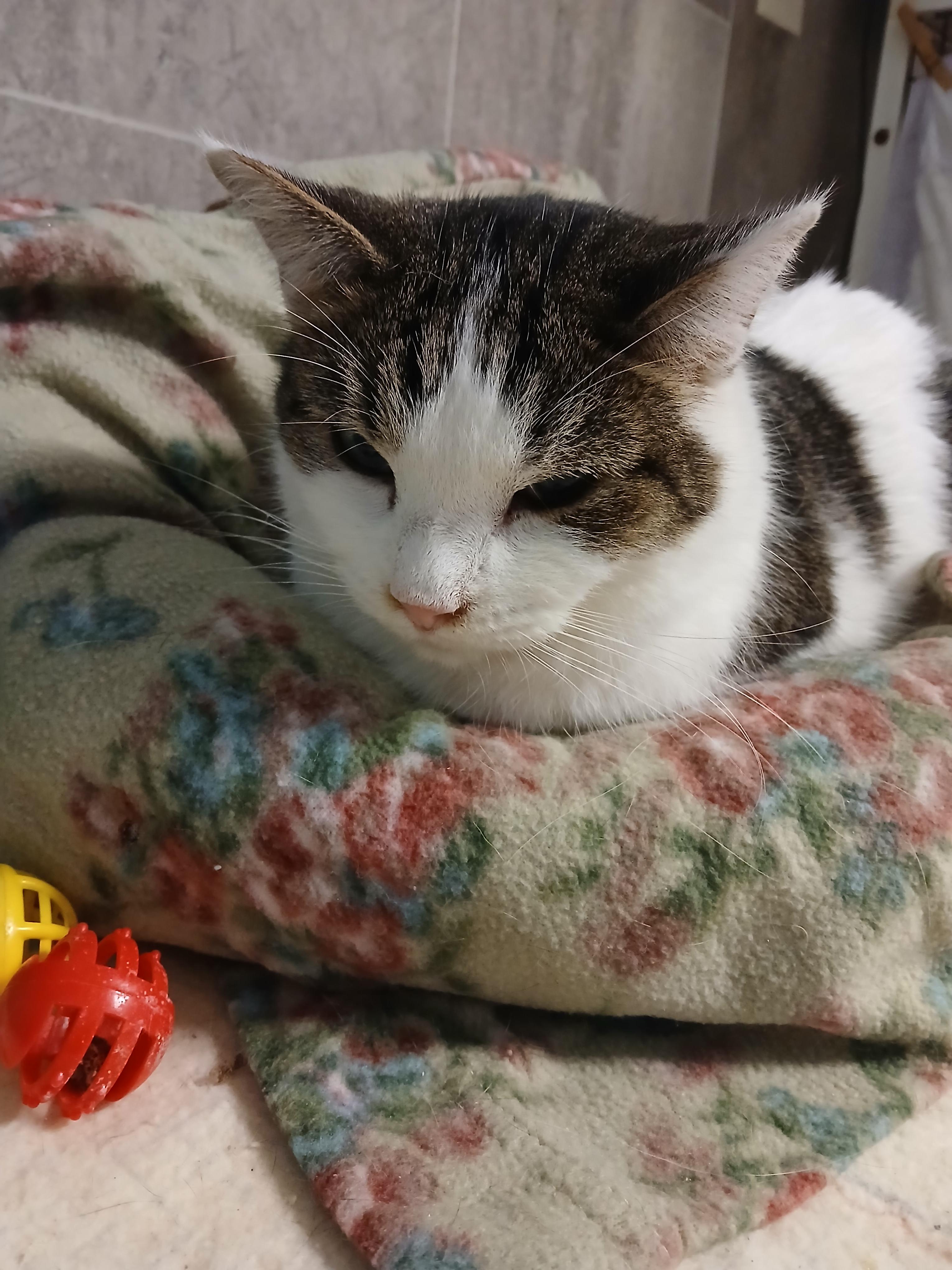 Joshua -located in Midland, a Adoptable mixed breed in Midland, MI image 3/4