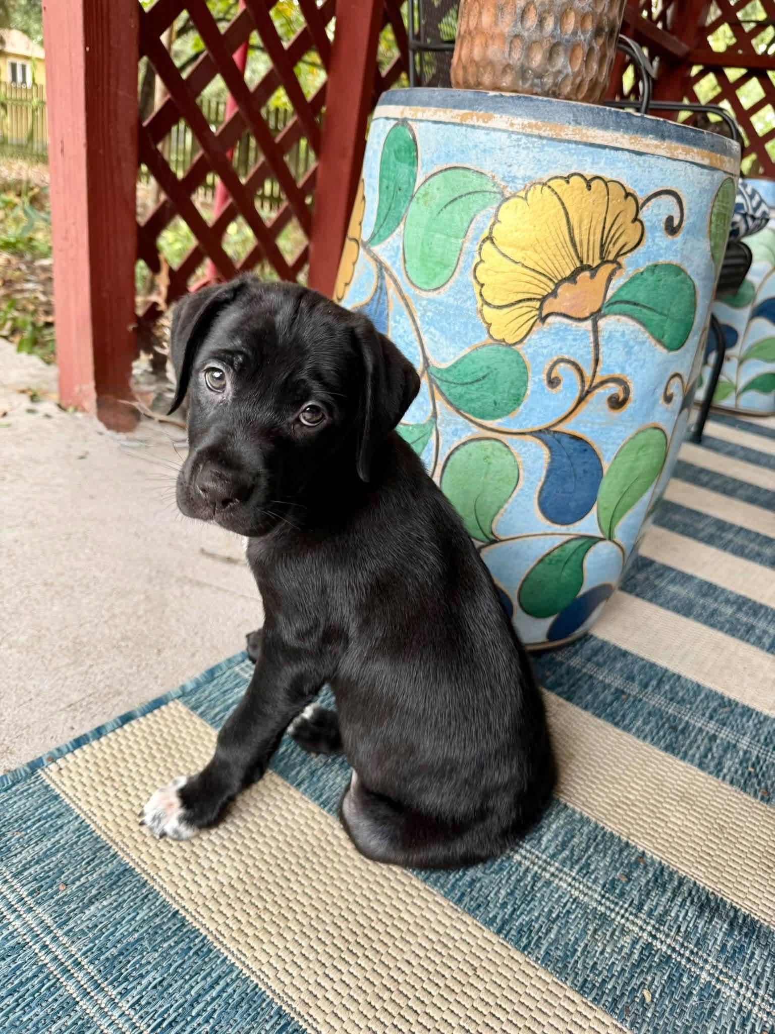 Enlarge Marilyn, a Adoptable mixed breed in Columbia, MO image 6/6