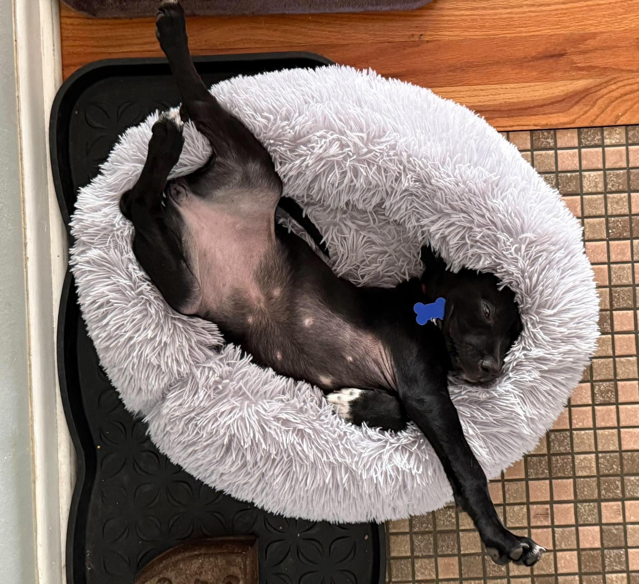 Enlarge Marilyn, a Adoptable mixed breed in Columbia, MO image 4/6