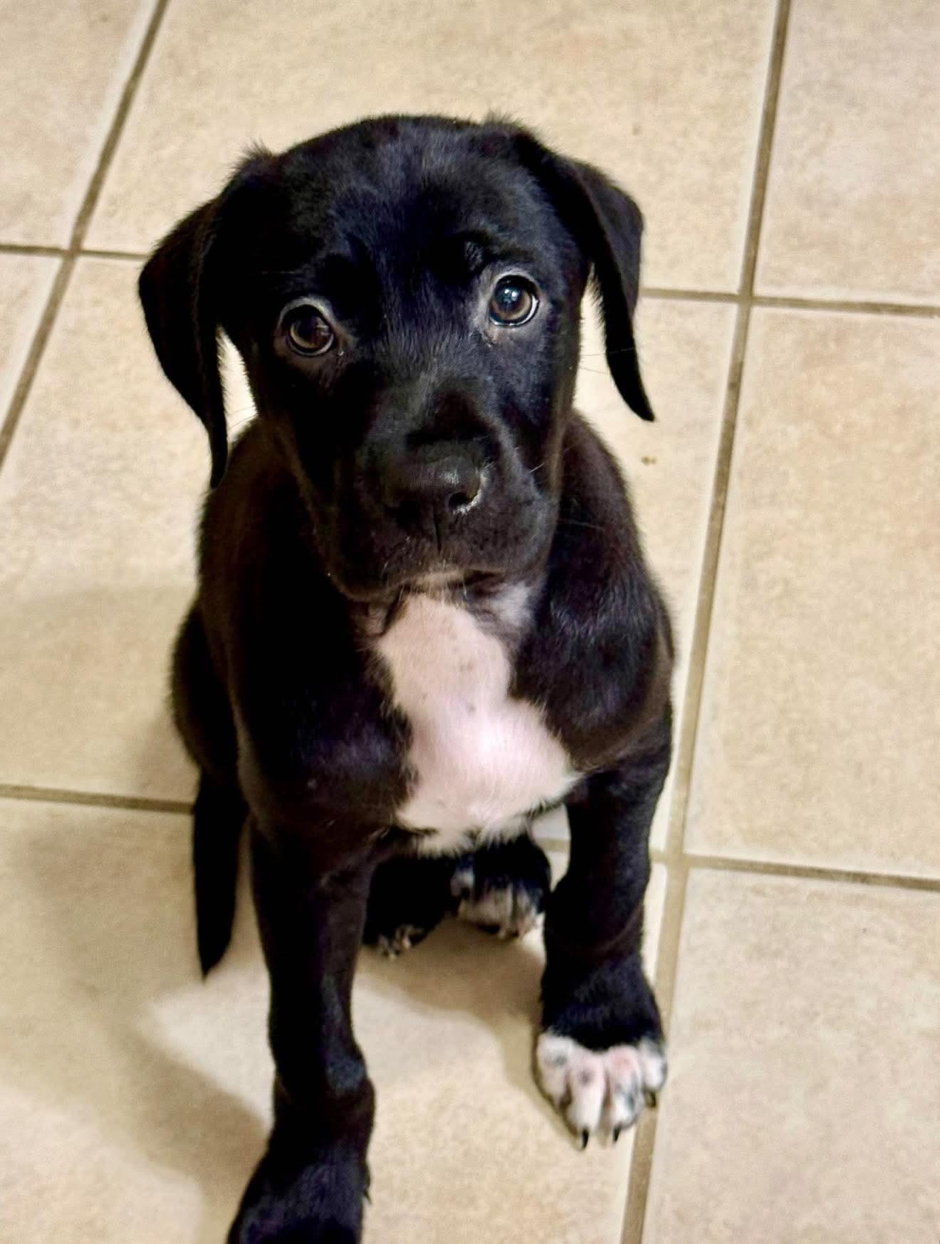 Enlarge Marilyn, a Adoptable mixed breed in Columbia, MO image 3/6