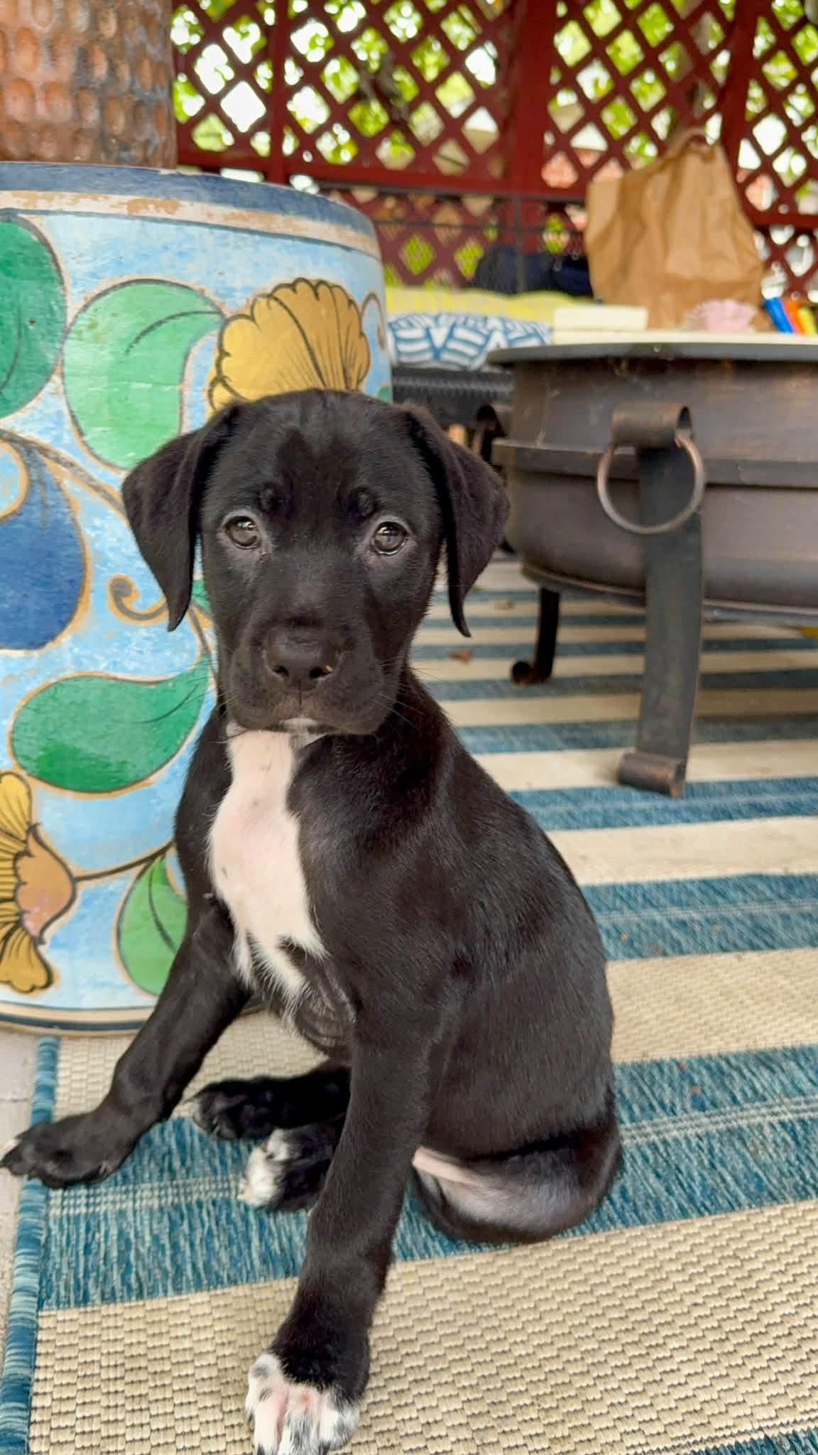 Marilyn, Adoptable, Puppy Female Black Labrador Retriever.