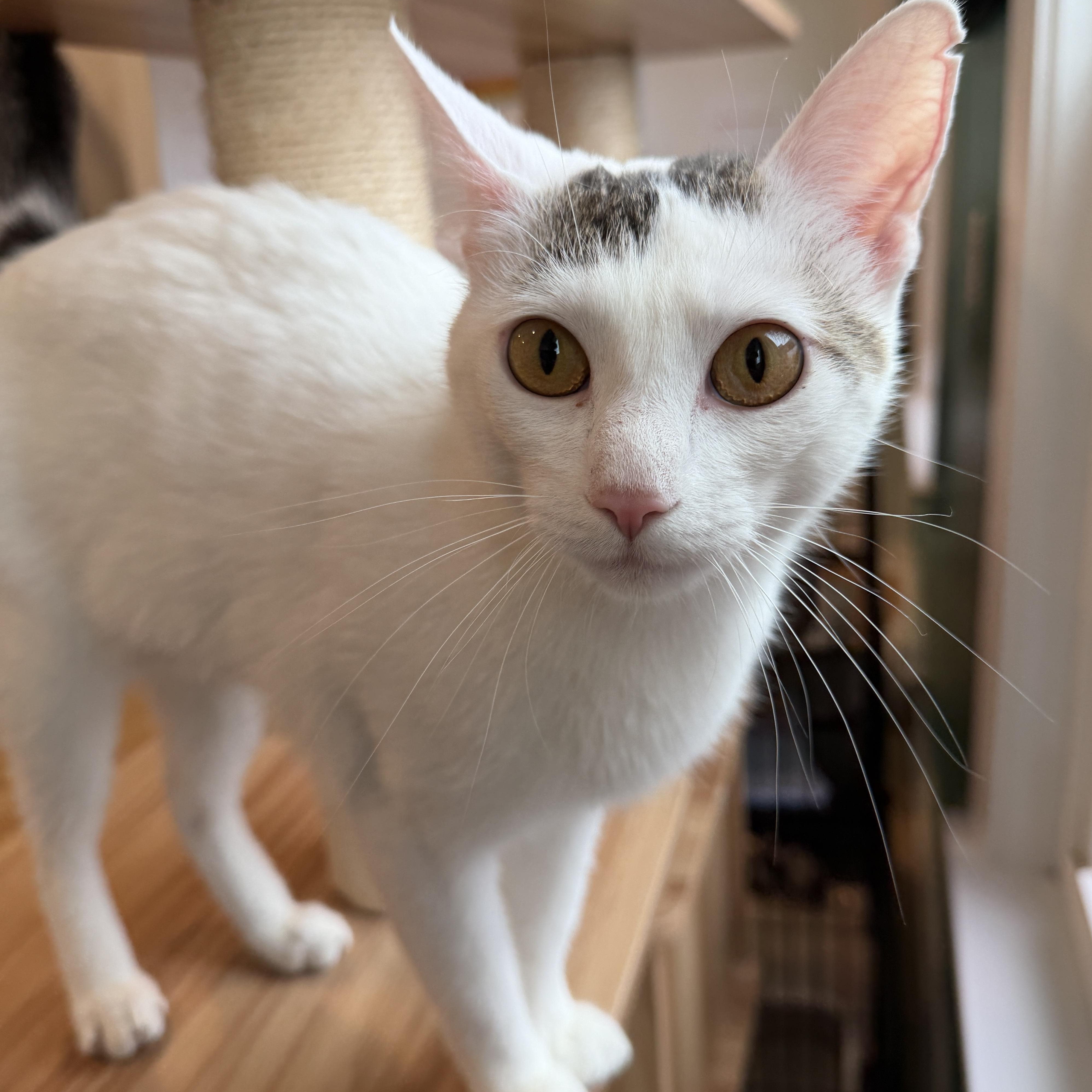 Enlarge Bardot, a ADOPTABLE American Shorthair in Hull, MA image 4/5