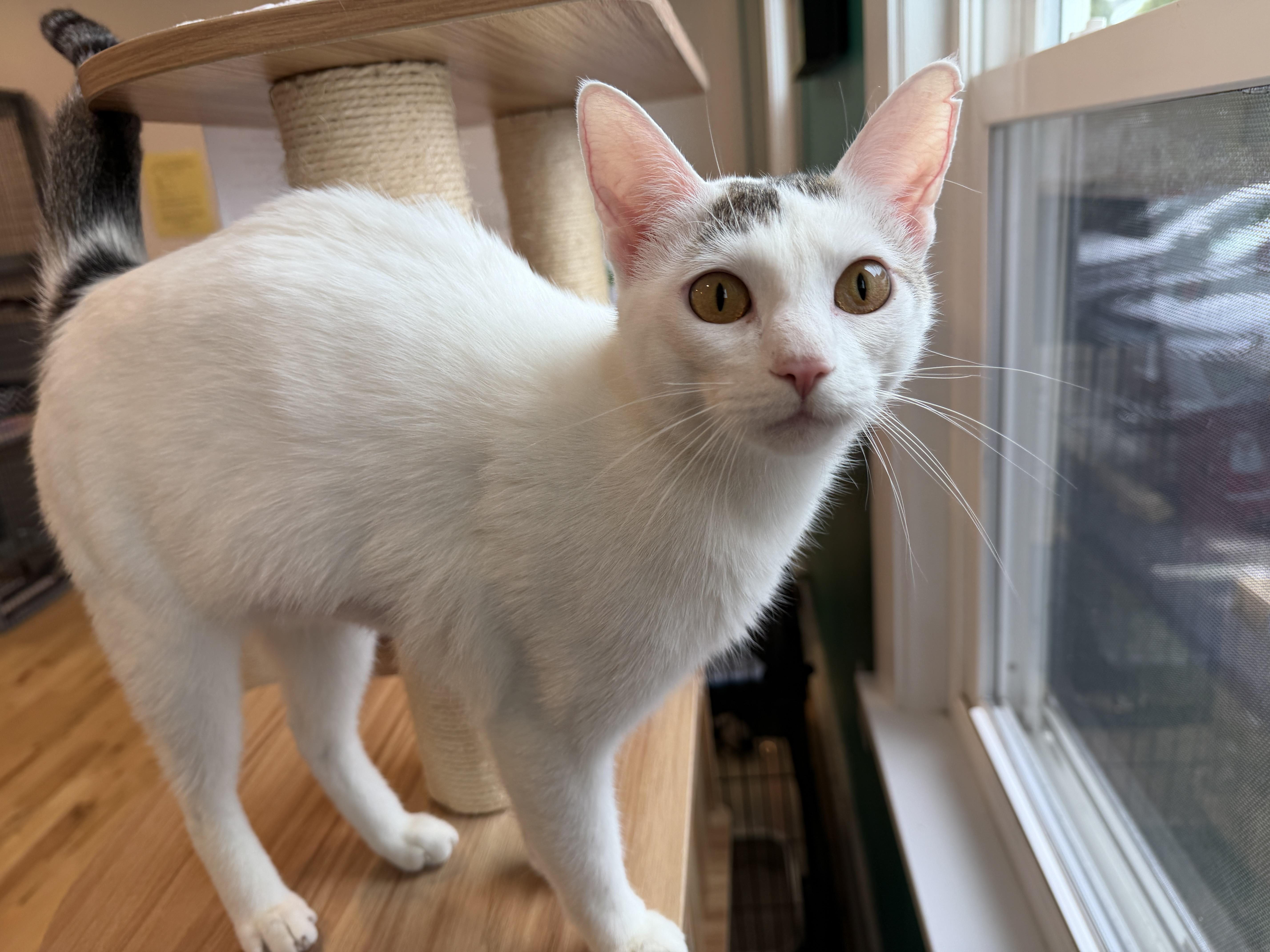 Enlarge Bardot, a ADOPTABLE American Shorthair in Hull, MA image 3/5